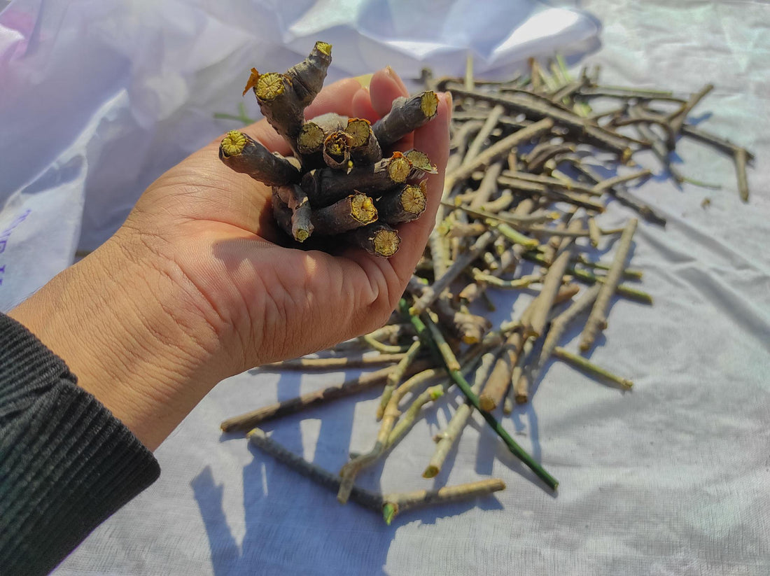 Top 5 Ayurvedic Herbs for Boosting Immunity