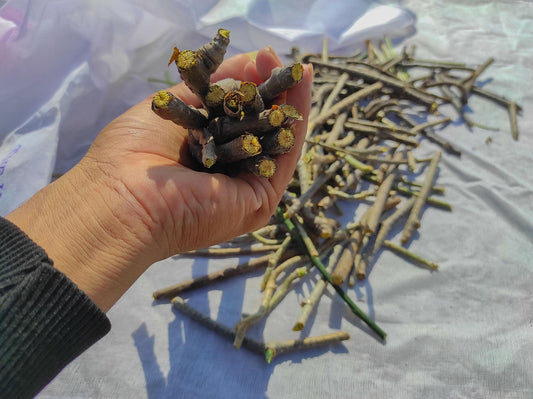 Top 5 Ayurvedic Herbs for Boosting Immunity